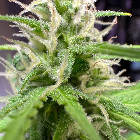 Anesia - El riqui genetics  growlog timeline photo