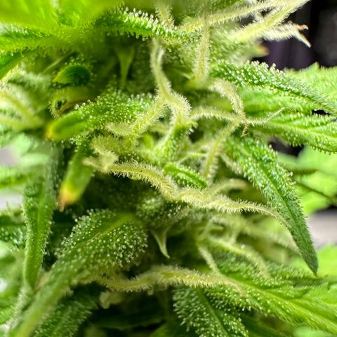 Anesia - El riqui genetics  growlog timeline photo