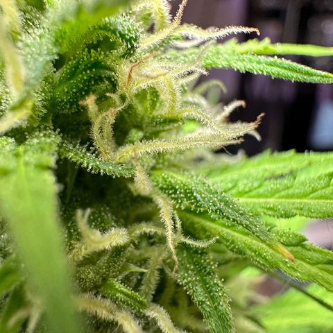 Anesia - El riqui genetics  growlog timeline photo