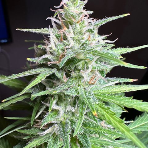 Anesia - El riqui genetics  growlog timeline photo