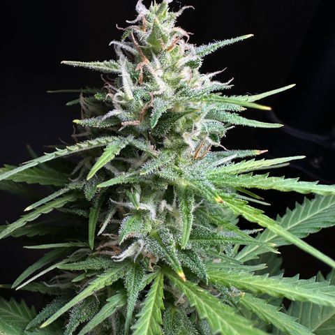 Anesia - El riqui genetics  growlog timeline photo