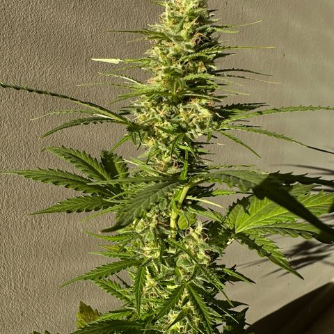 Anesia - El riqui genetics  growlog timeline photo