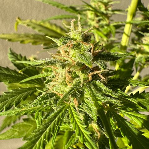 Anesia - El riqui genetics  growlog timeline photo
