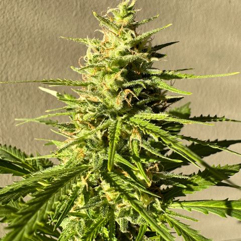 Anesia - El riqui genetics  growlog timeline photo