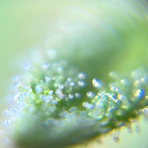 Anesia - El riqui genetics  growlog timeline photo
