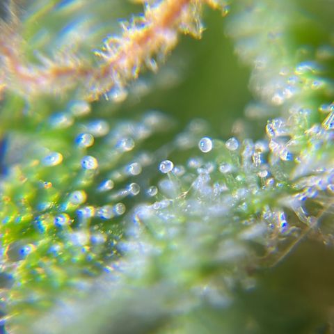 Anesia - El riqui genetics  growlog timeline photo