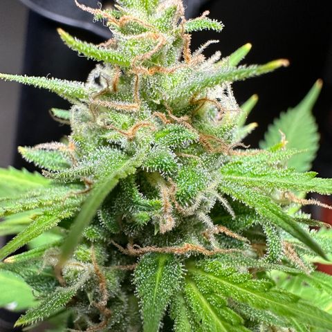 Anesia - El riqui genetics  growlog timeline photo
