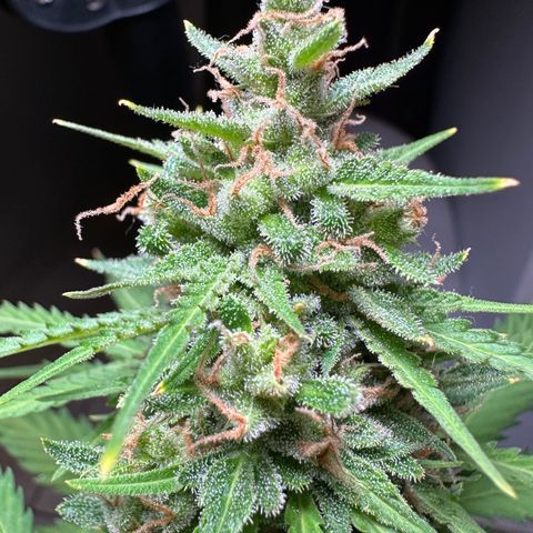 Anesia - El riqui genetics  growlog timeline photo