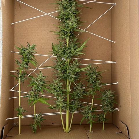 Anesia - El riqui genetics  growlog timeline photo