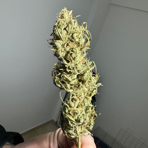 Anesia - El riqui genetics  growlog timeline photo