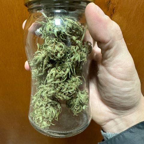 Anesia - El riqui genetics  growlog timeline photo