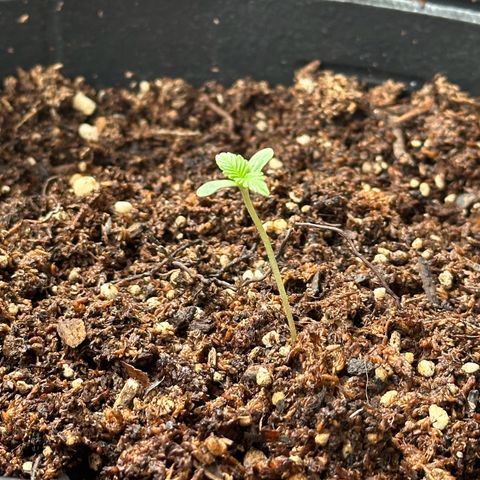 ANESIA II growlog timeline photo