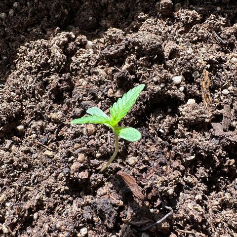 ANESIA II growlog timeline photo