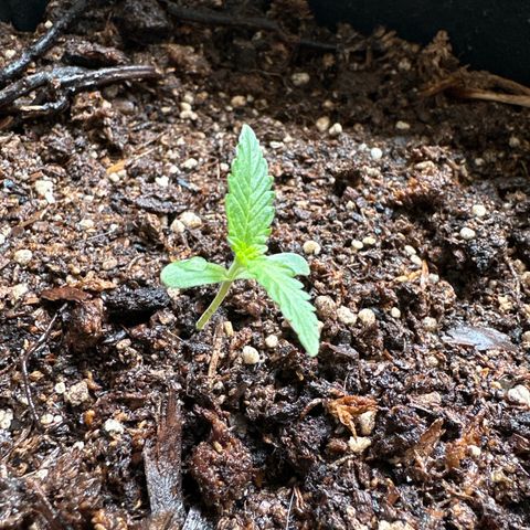 ANESIA II growlog timeline photo