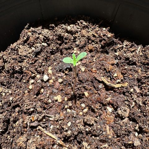 ANESIA lll growlog timeline photo