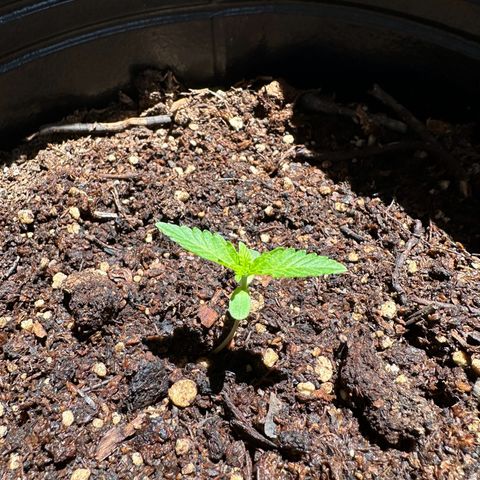 ANESIA II growlog timeline photo