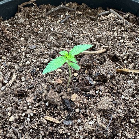 ANESIA II growlog timeline photo