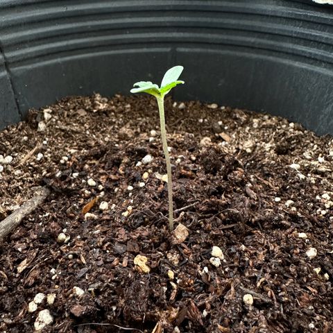 ANESIA lll growlog timeline photo