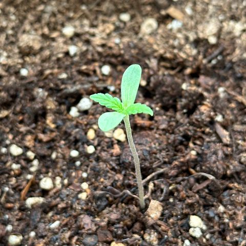 ANESIA lll growlog timeline photo