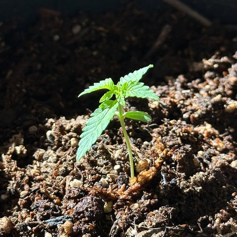 ANESIA II growlog timeline photo