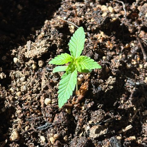 ANESIA II growlog timeline photo