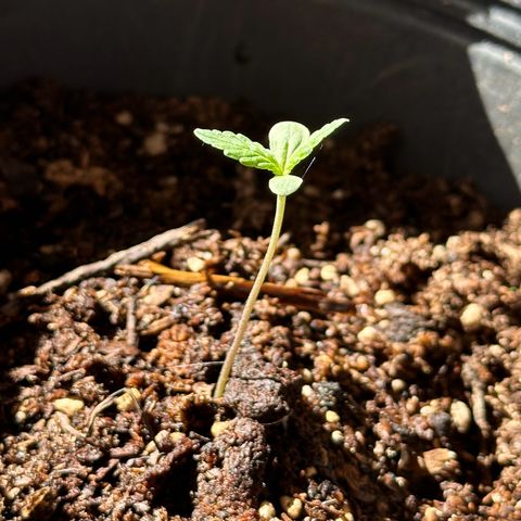 ANESIA lll growlog timeline photo
