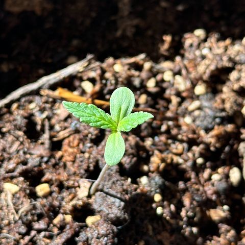 ANESIA lll growlog timeline photo