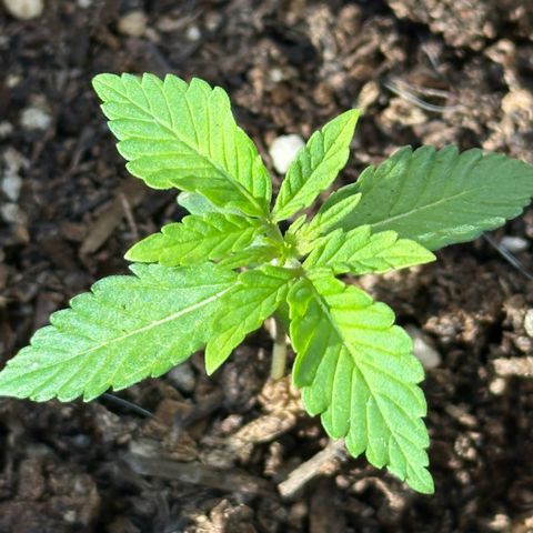 ANESIA II growlog timeline photo