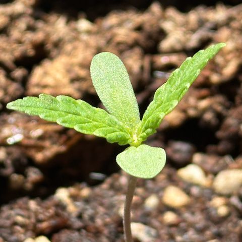ANESIA lll growlog timeline photo