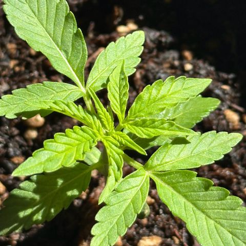 ANESIA II growlog timeline photo