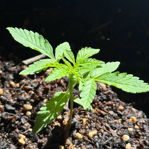 ANESIA II growlog timeline photo