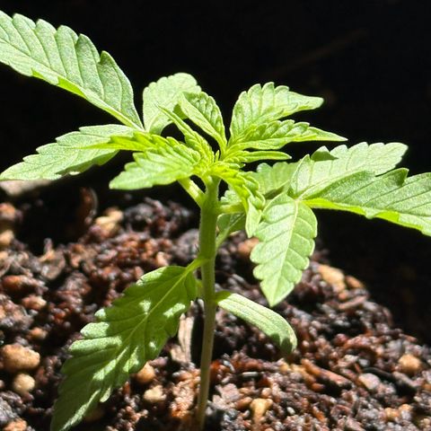 ANESIA II growlog timeline photo