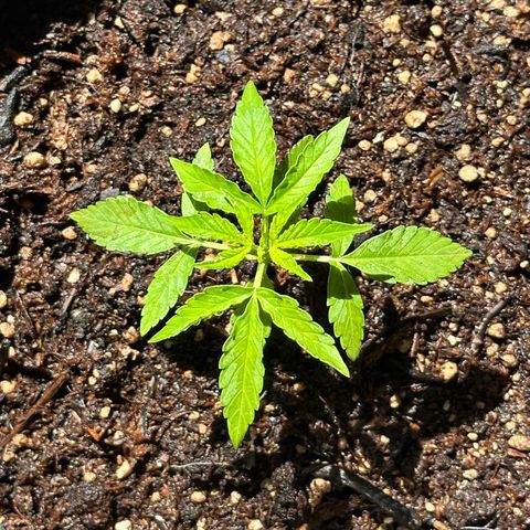 ANESIA II growlog timeline photo