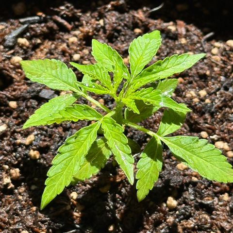 ANESIA II growlog timeline photo