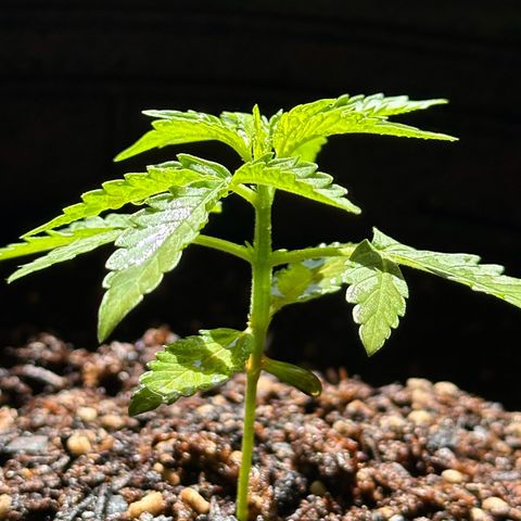 ANESIA II growlog timeline photo
