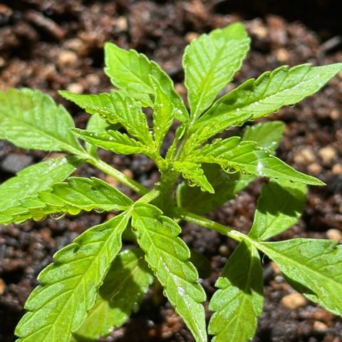 ANESIA II growlog timeline photo