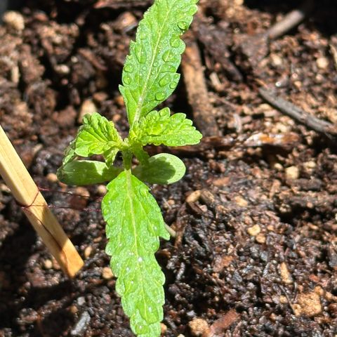 ANESIA lll growlog timeline photo