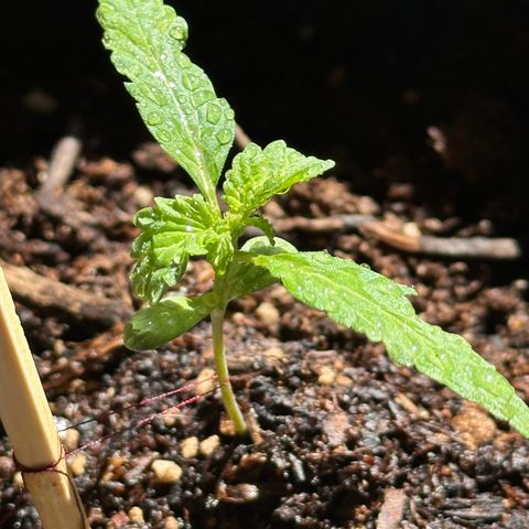 ANESIA lll growlog timeline photo