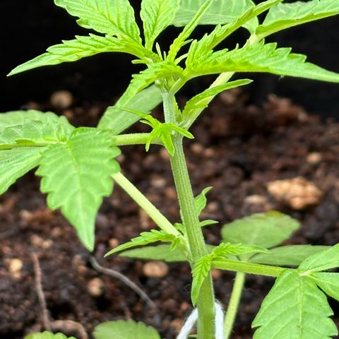 ANESIA II growlog timeline photo