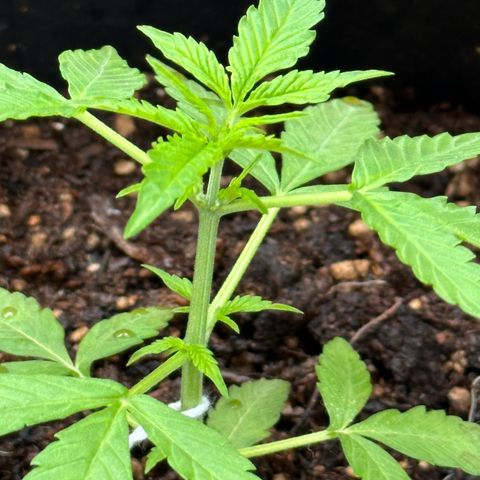 ANESIA II growlog timeline photo