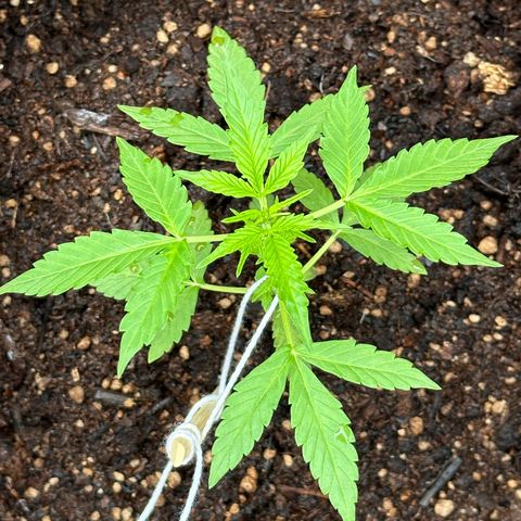 ANESIA II growlog timeline photo