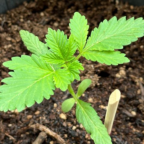 ANESIA lll growlog timeline photo