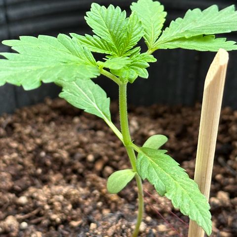 ANESIA lll growlog timeline photo