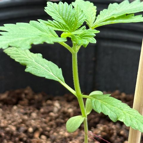 ANESIA lll growlog timeline photo