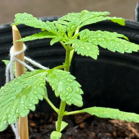 ANESIA lll growlog timeline photo