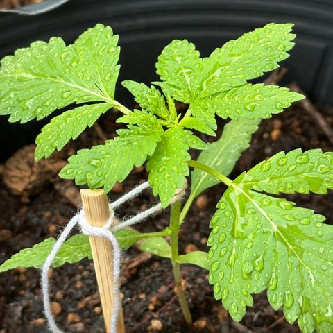 ANESIA lll growlog timeline photo