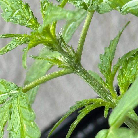 ANESIA II growlog timeline photo