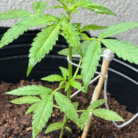 ANESIA II growlog timeline photo