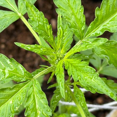 ANESIA II growlog timeline photo