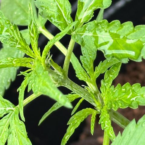 ANESIA II growlog timeline photo